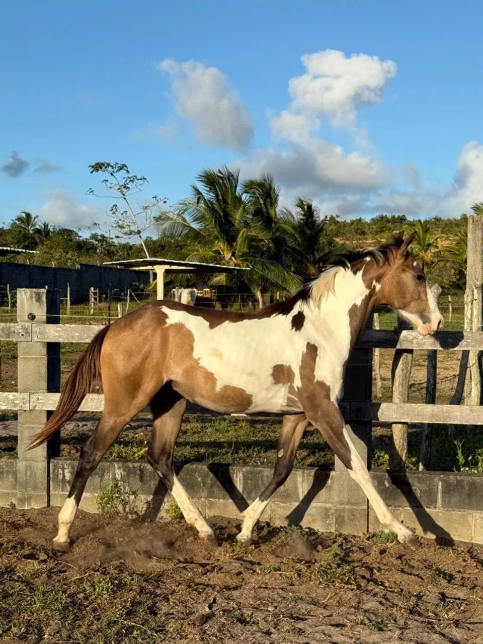 Potro paint horse  - Foto 2