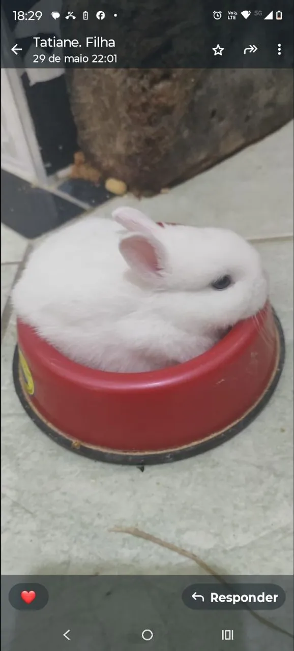 Coelhinho anão branco e fofo