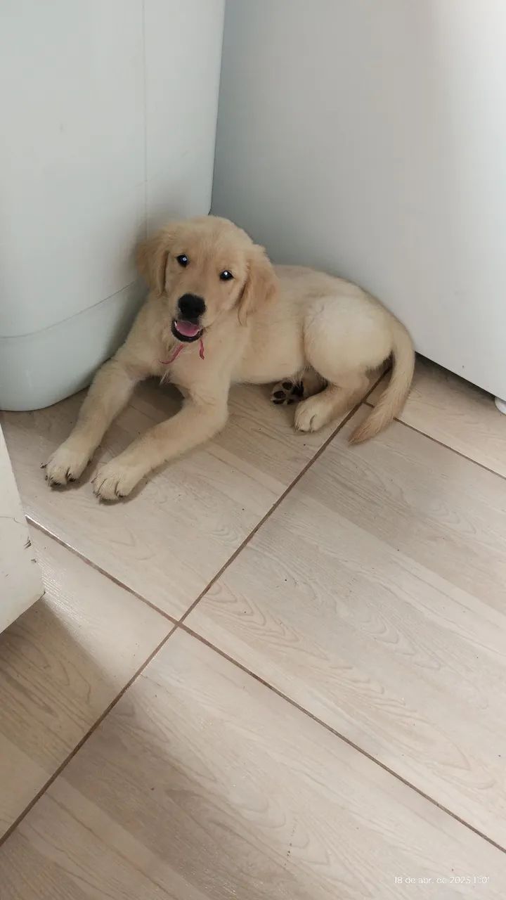 Filhote Golden Retriever - Foto 4