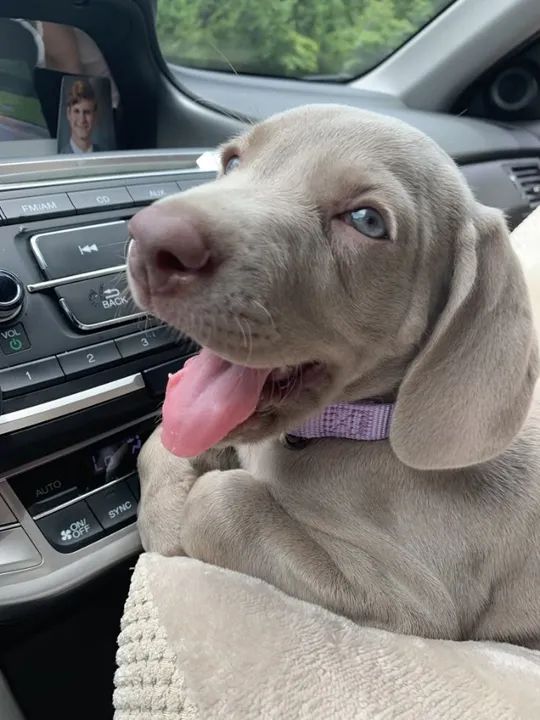 Weimaraner Filhotes Lindos 