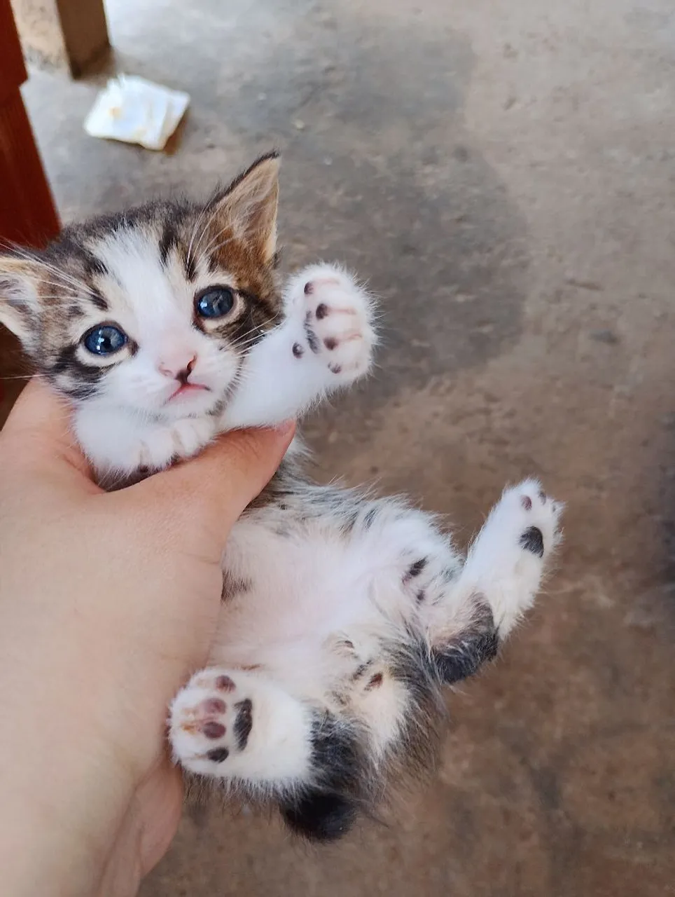 Gatinho filhote para adoção