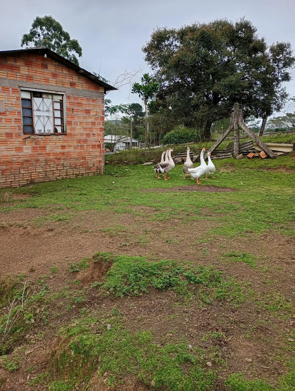 Gansos para criação e agropecuária