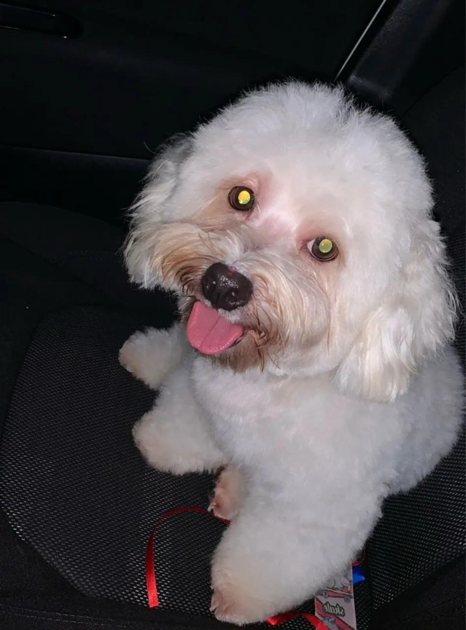 Vendo poodle 