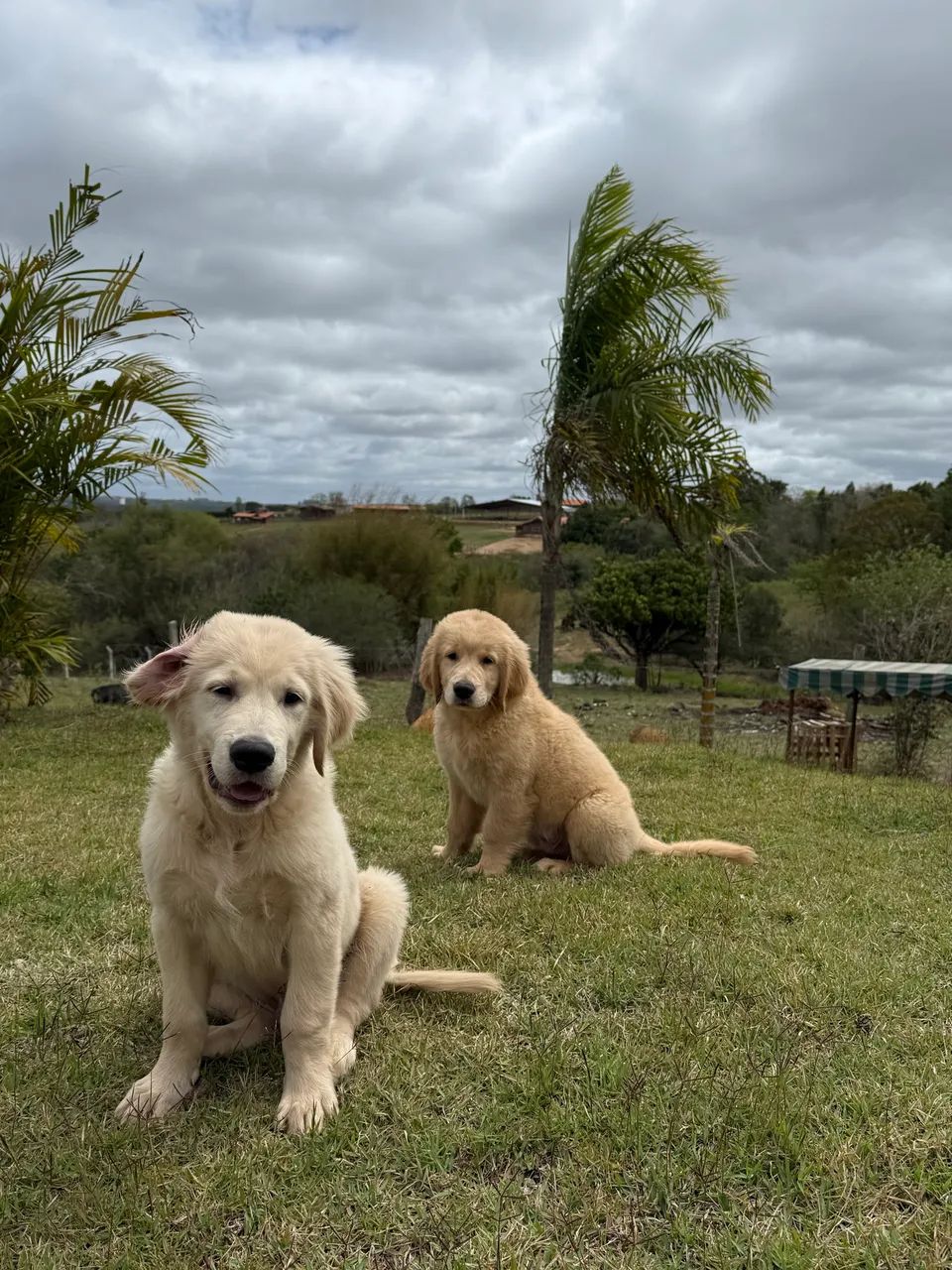 Golden 4 meses  - Foto 3