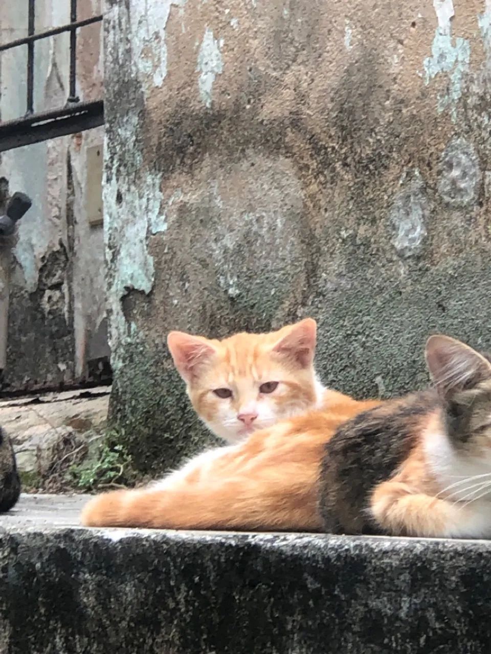 Gatinhos para doação 
