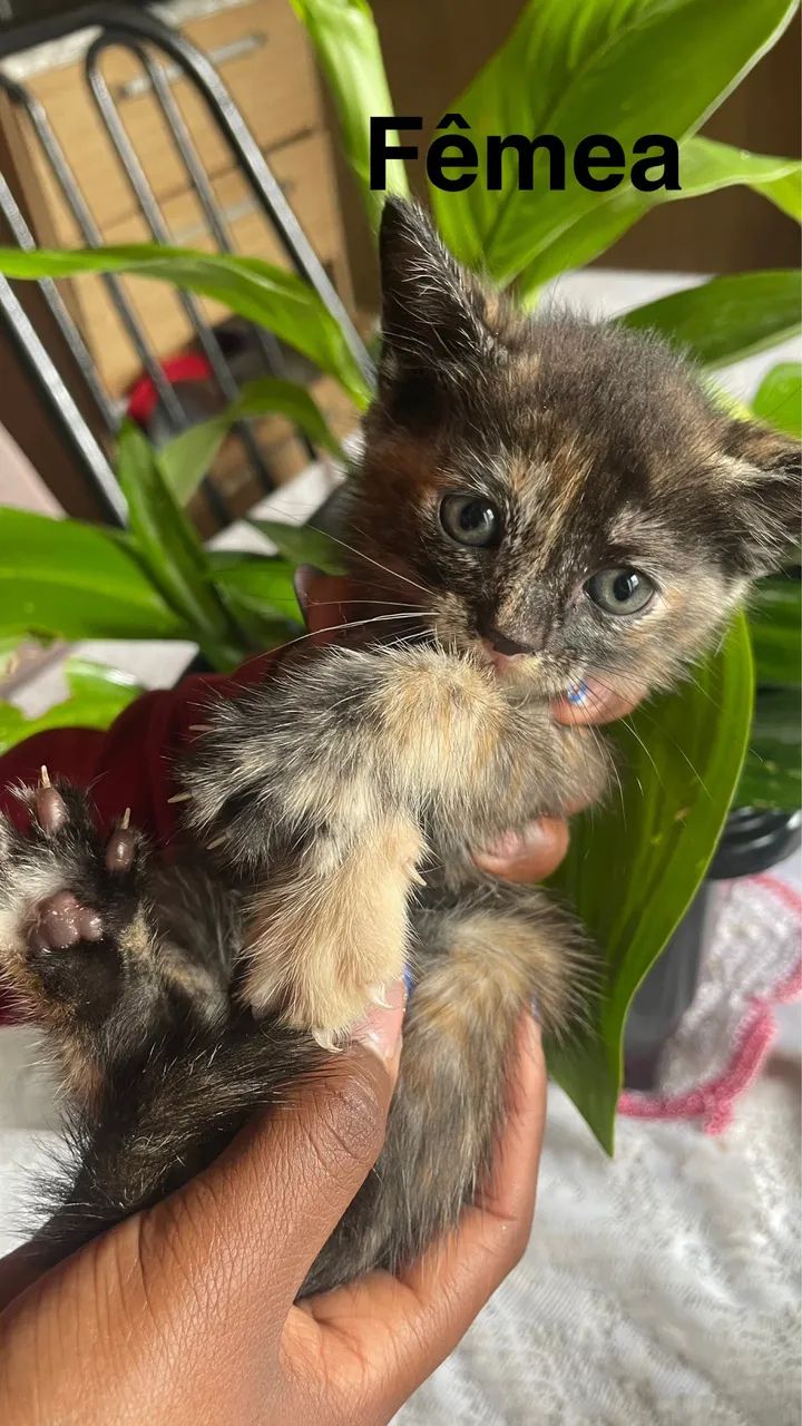 Doação de lindos gatos 