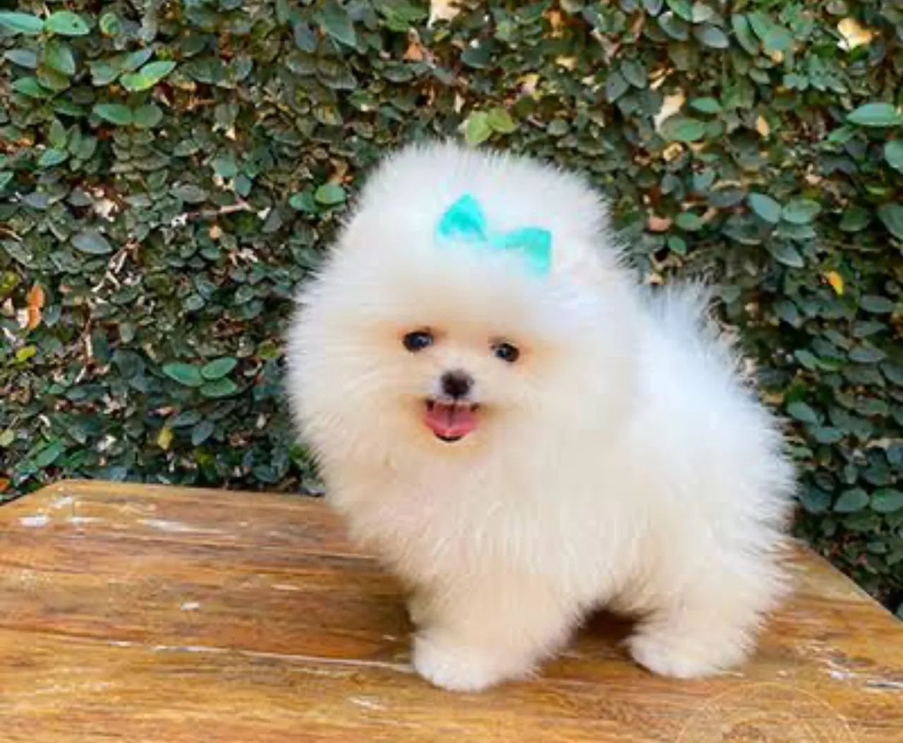 Lulu da pomerania (Spitz alemão) com garantia  - Foto 3