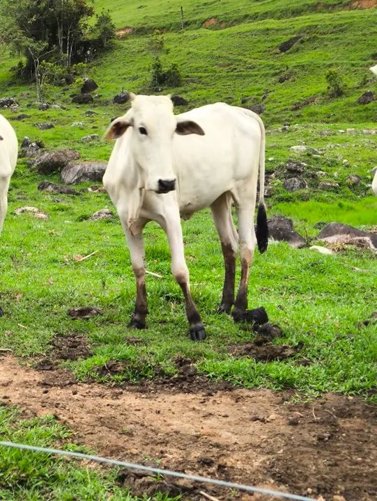 Novilha Nelore - Foto 2