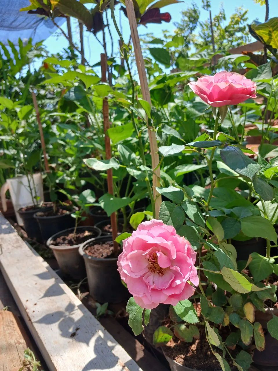 Plantas frutíferas e ornamentais  - Foto 2