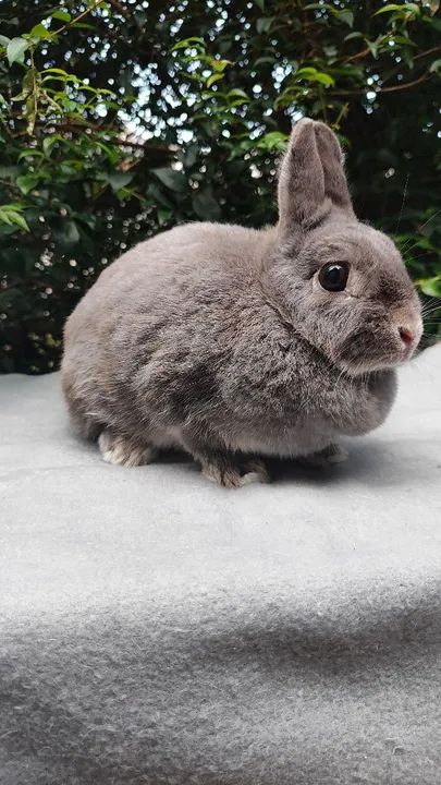 Doação Netherland Dwarf - Foto 2