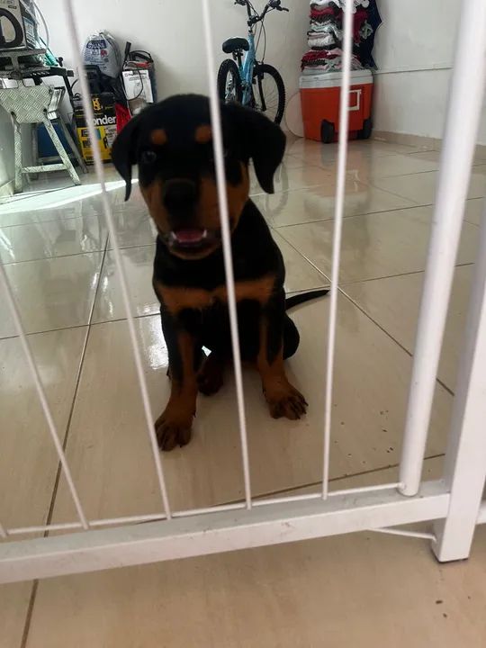 Filhote Rottweiler - Foto 6