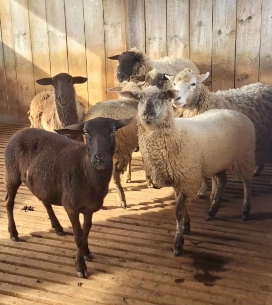 Ovelhas para criação