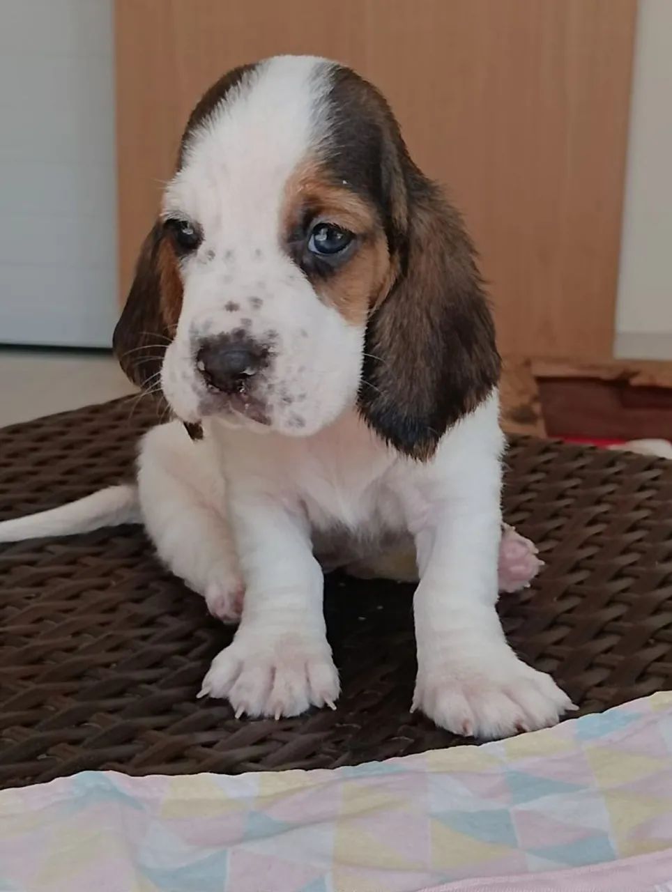 Basset Hound 