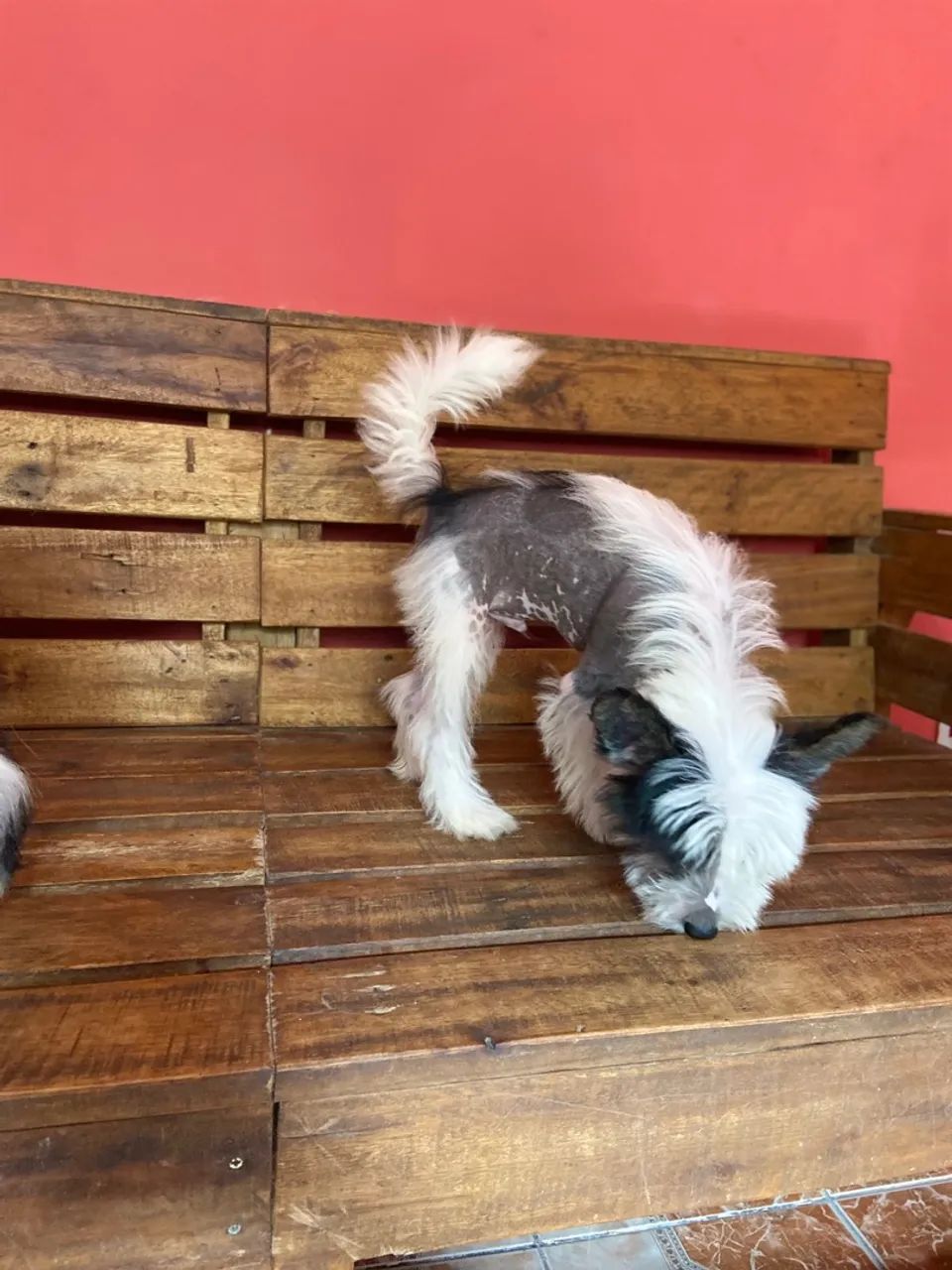 Cão de Cristã Chinês - Foto 2