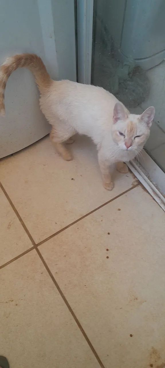Gatinho Lindo para Adoção - Foto 3