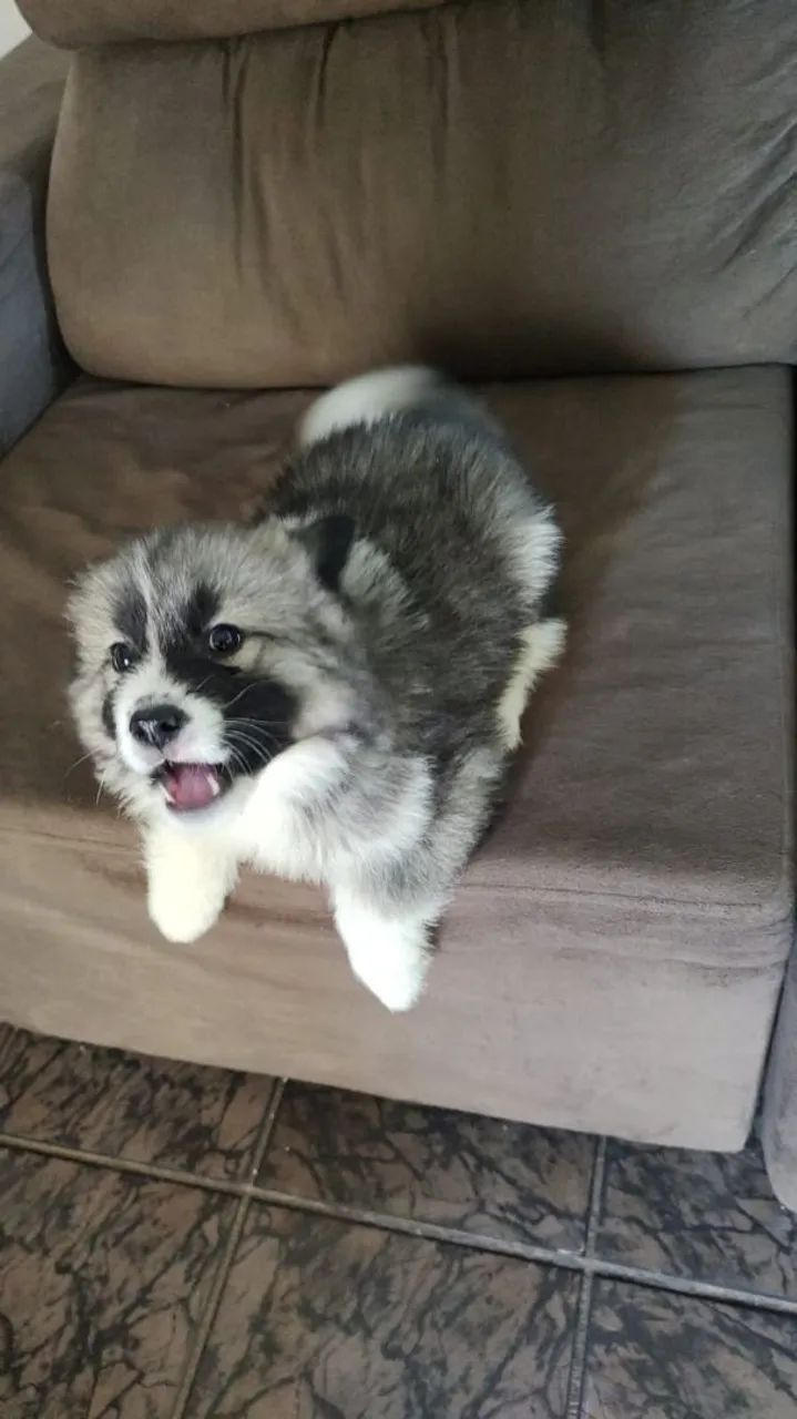 FILHOTES HUSKY SIBERIANO PURO COM PEDIGREE. - Foto 3