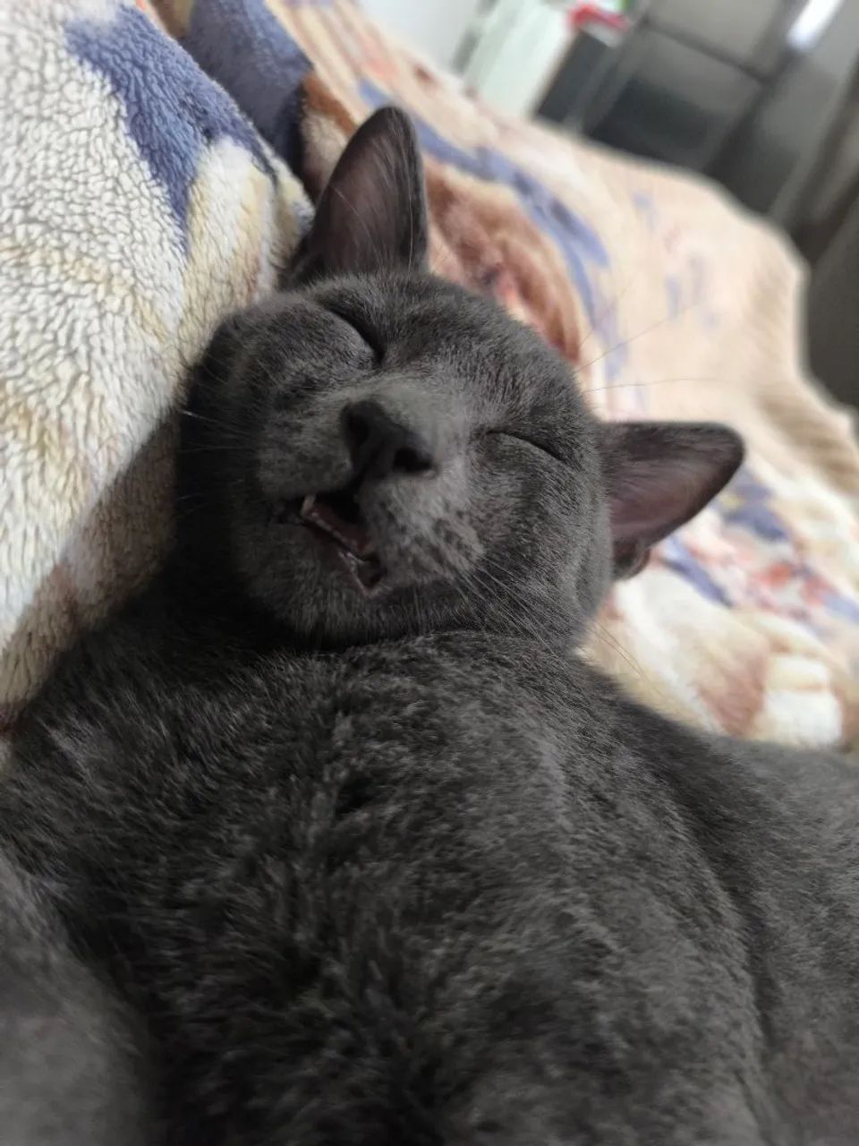 Ultimos filhotes de Russian blue disponível  - Foto 3
