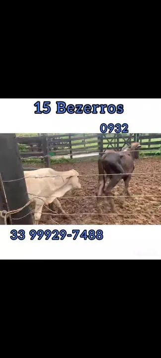 15 Bezerros  - Foto 4