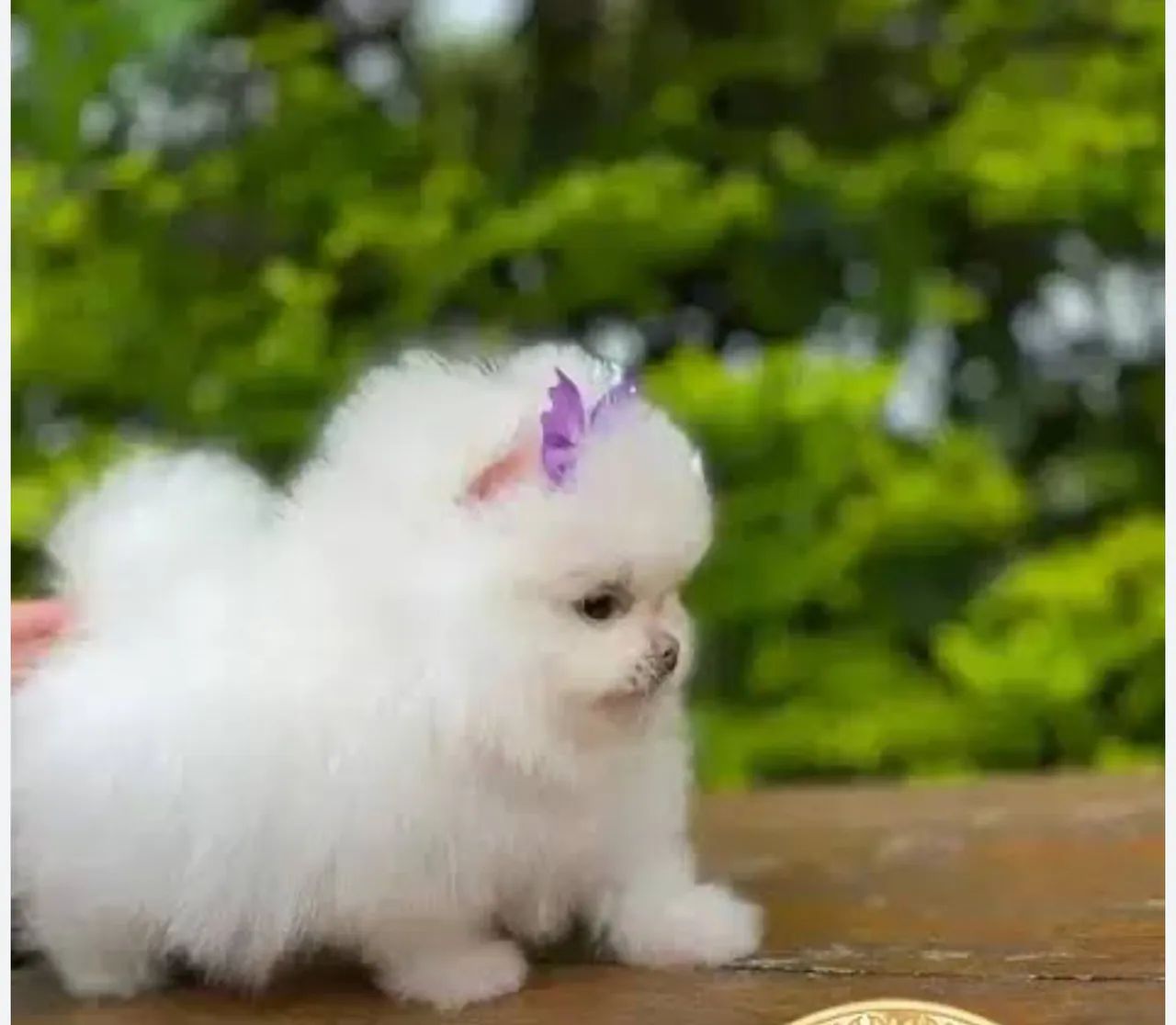 Lulu da pomerania (Spitz alemão) com garantia 