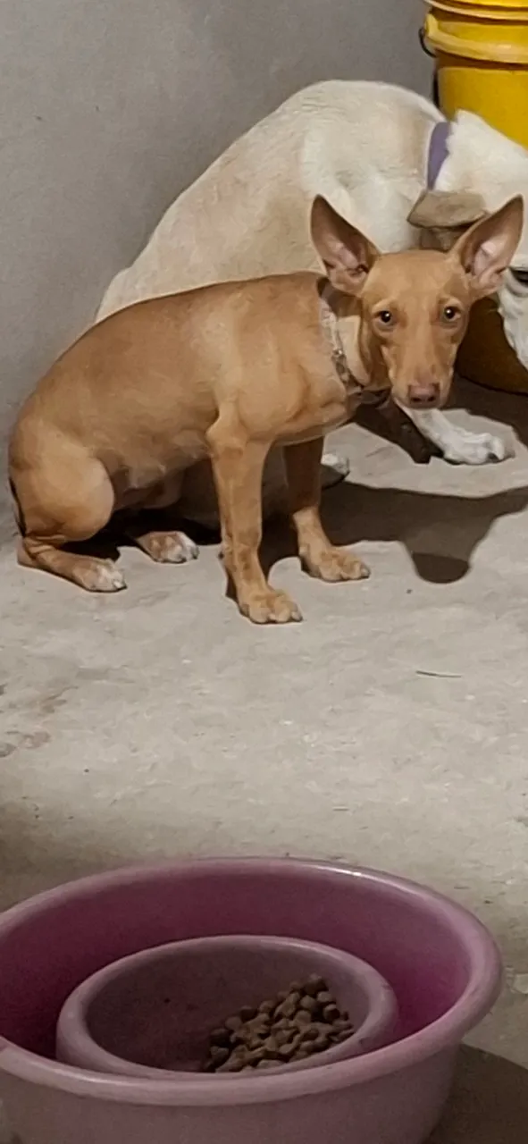 Para adoção 