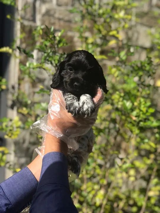 Cocker Spaniel ingles Fazemos criação profissional, com todo empenho, carinho e Amor - Foto 2