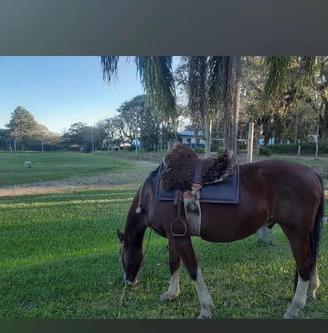 Vendo cavalo colorado  - Foto 4