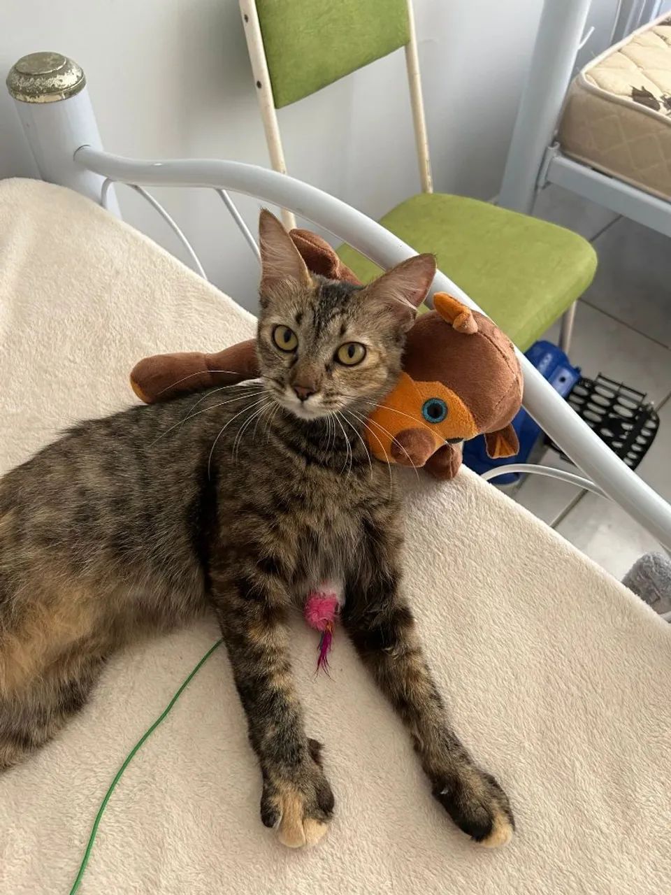 GATINHA PARA ADOÇÃO  - Foto 3