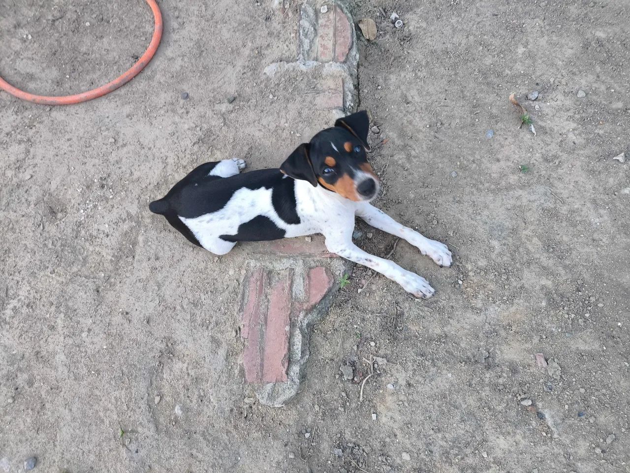 Filhote fêmea Fox paulistinha 3 meses 