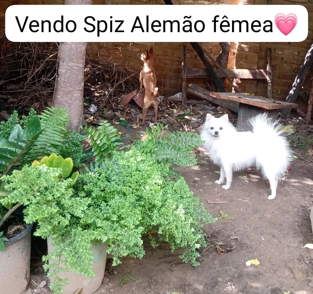 Spitz Alemão fêmea