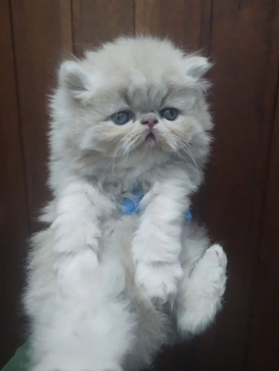 Persa lindos filhotes - Foto 2