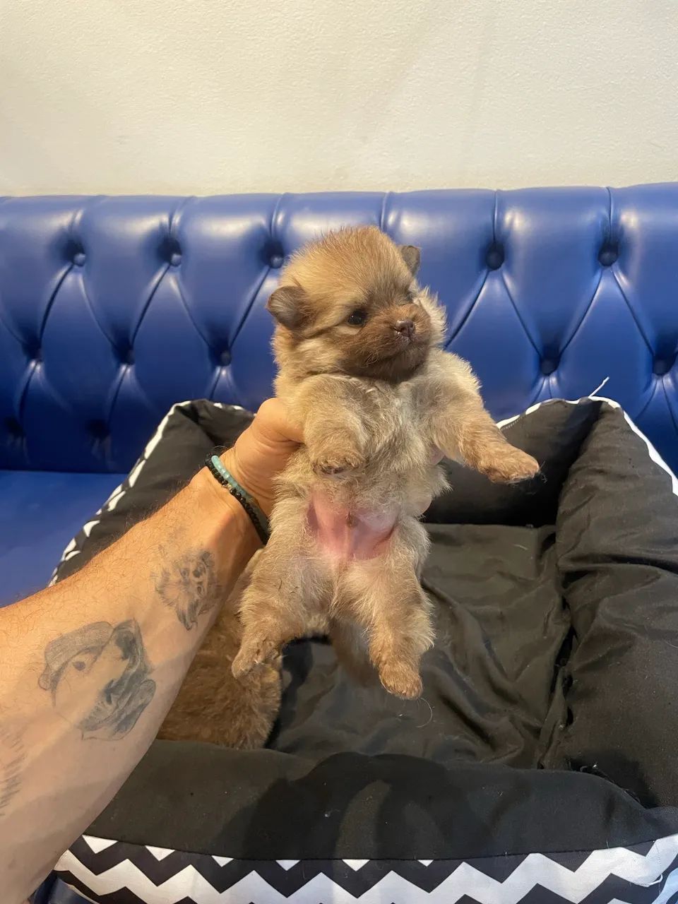 Lulu da Pomerania/spidz alemão . 