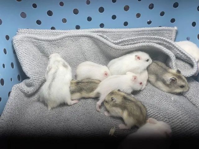 Hamster anao russo 64167794168067125
