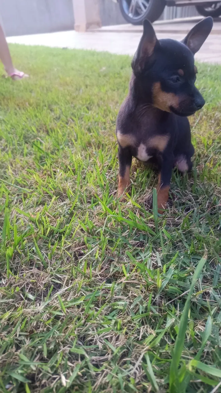 Filhotes de pinscher