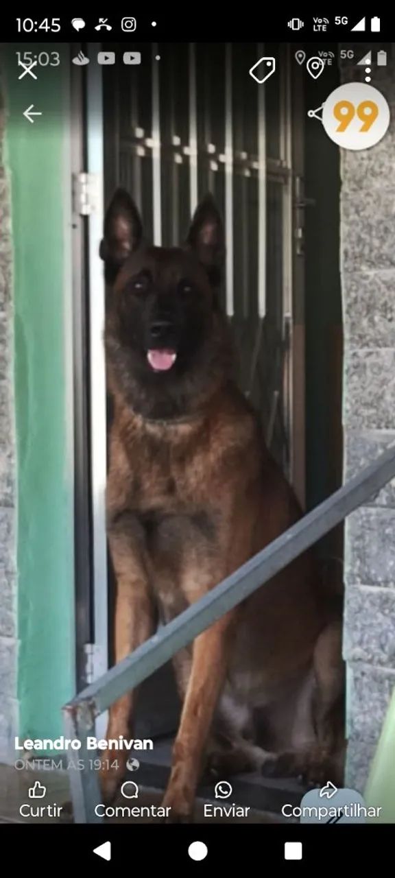 Procurando uma fêmea  ?