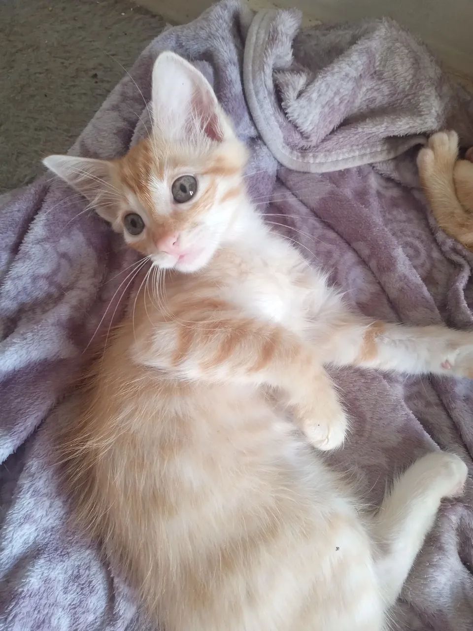 Adoção gatos - Foto 4