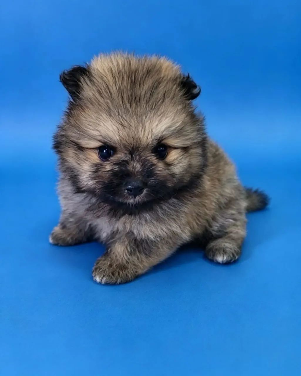 Cachorrinhos Pincher e Spitz Alemão  - Foto 2