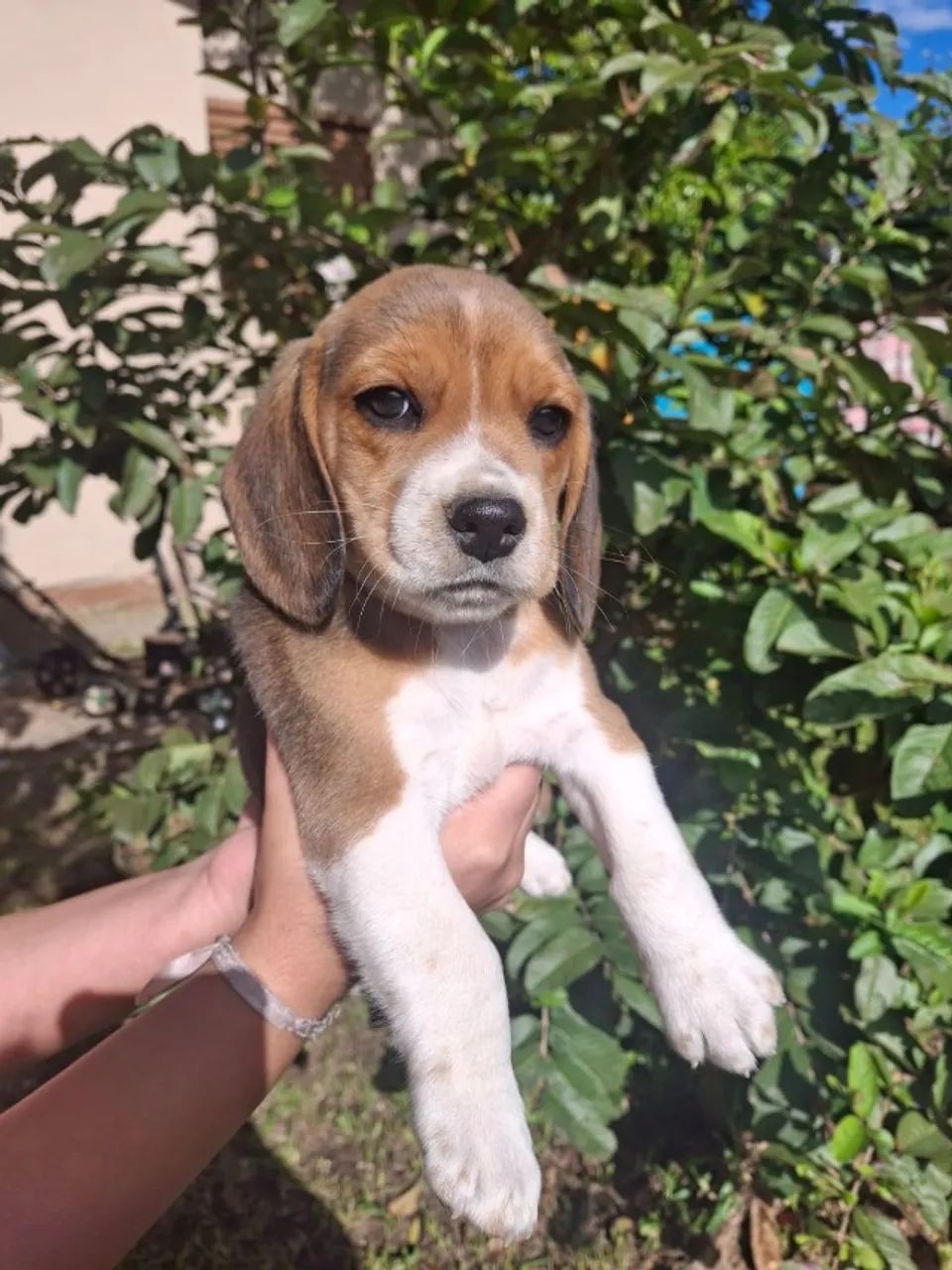 Beagle