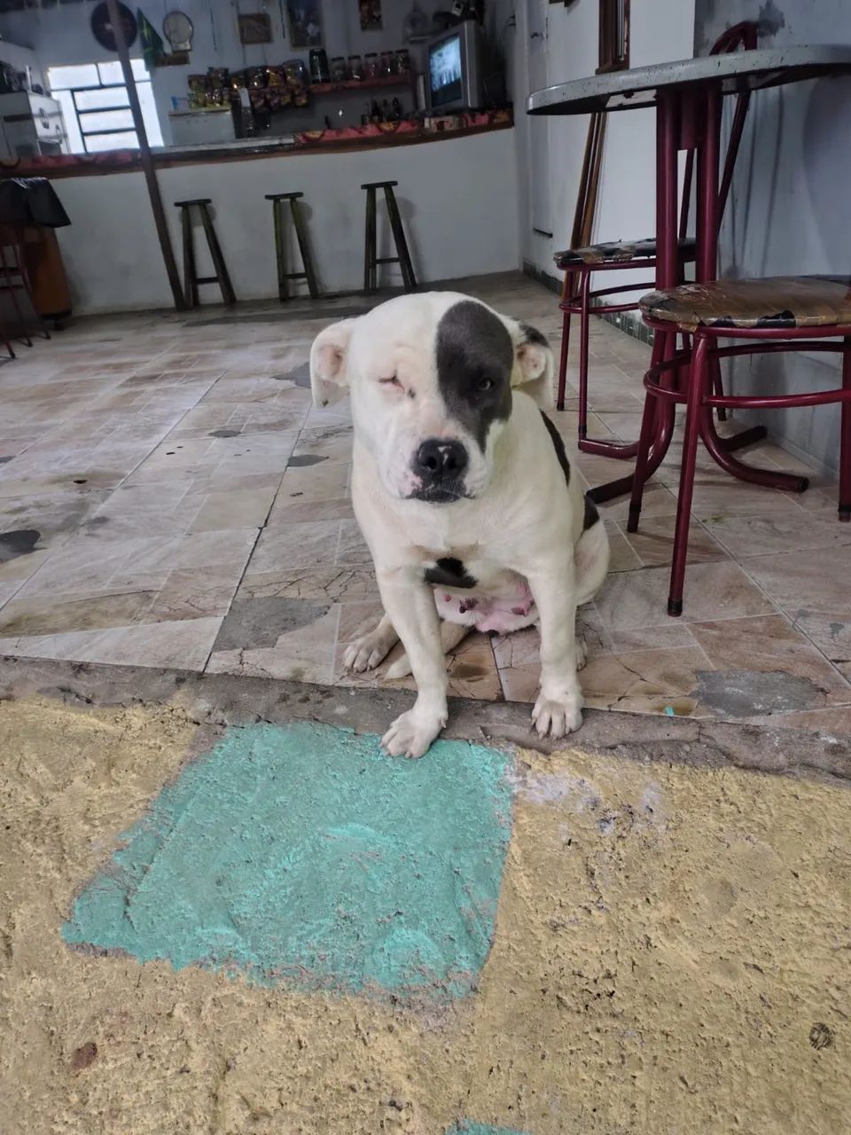 pitbull 