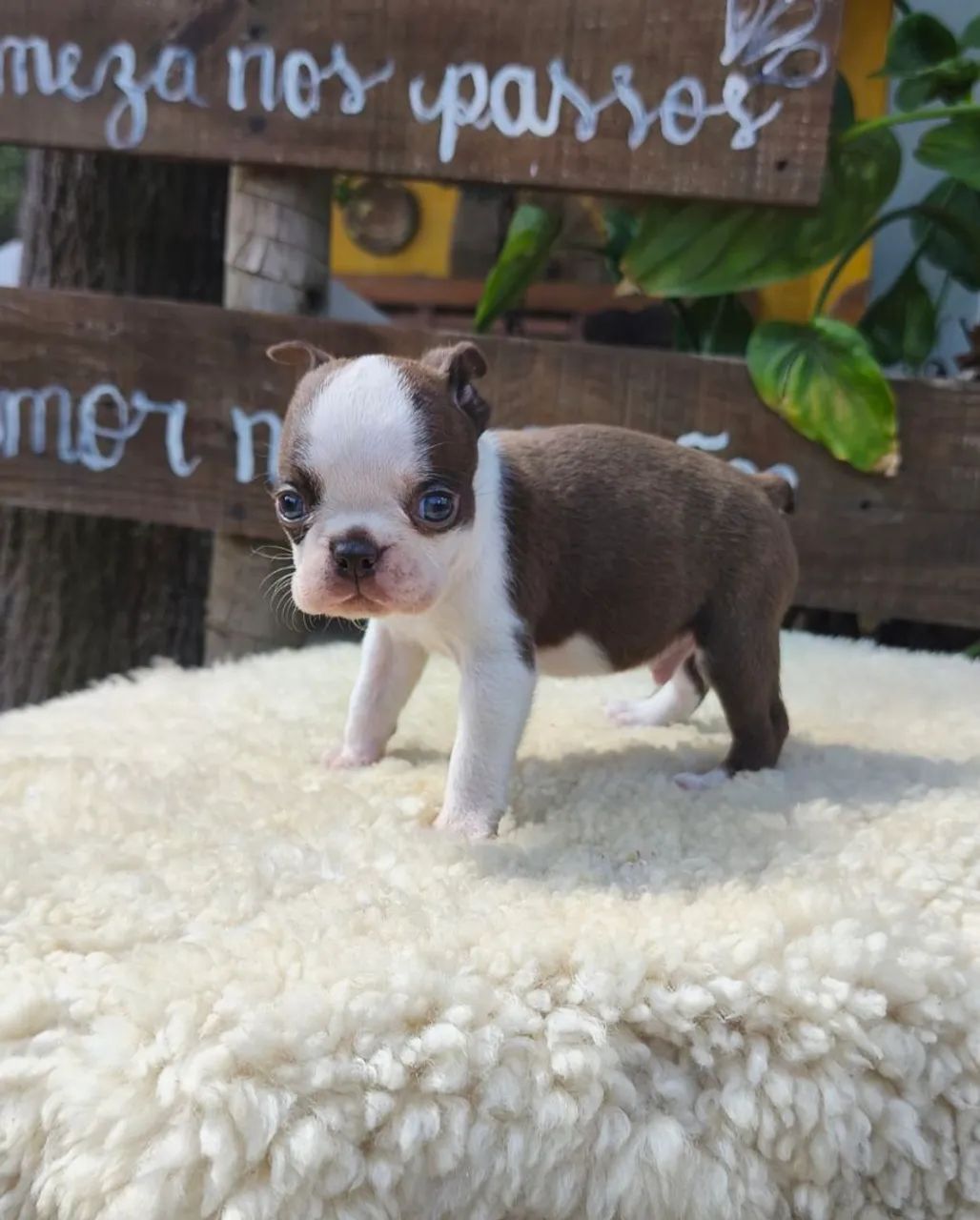Boston Terrier Macho 