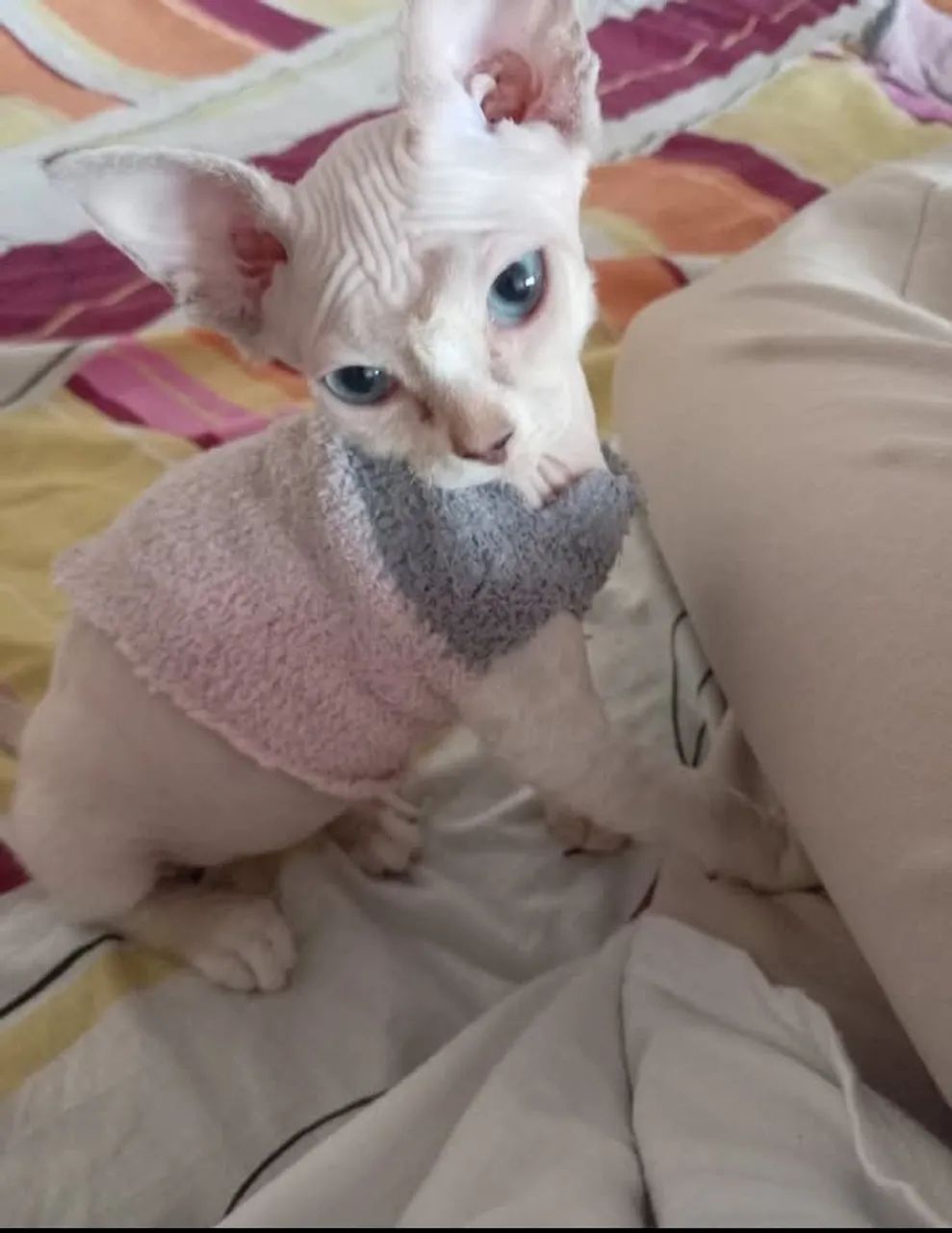 Filhote Sphynx branco
