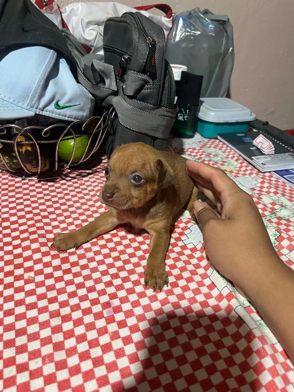 Pinscher marrom  - Foto 5
