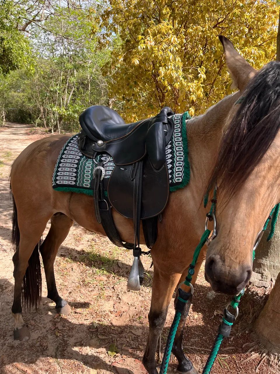 Sela Coqueluche Mangalarga Marchador pista - Foto 3