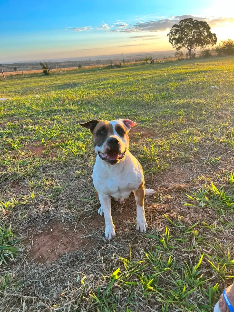Cachorro  - Foto 3