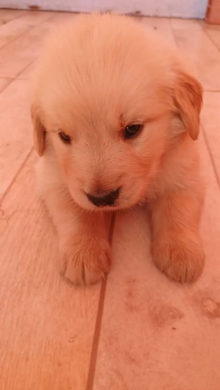 Golden Retriever  - Foto 5