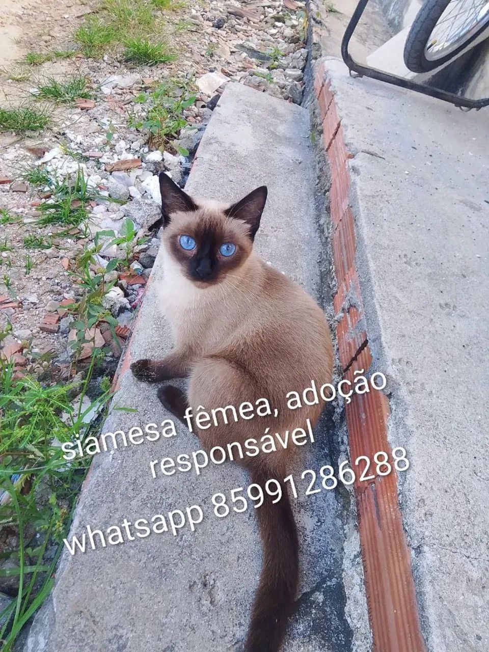 Gatos fofos pra adoção responsável  - Foto 3