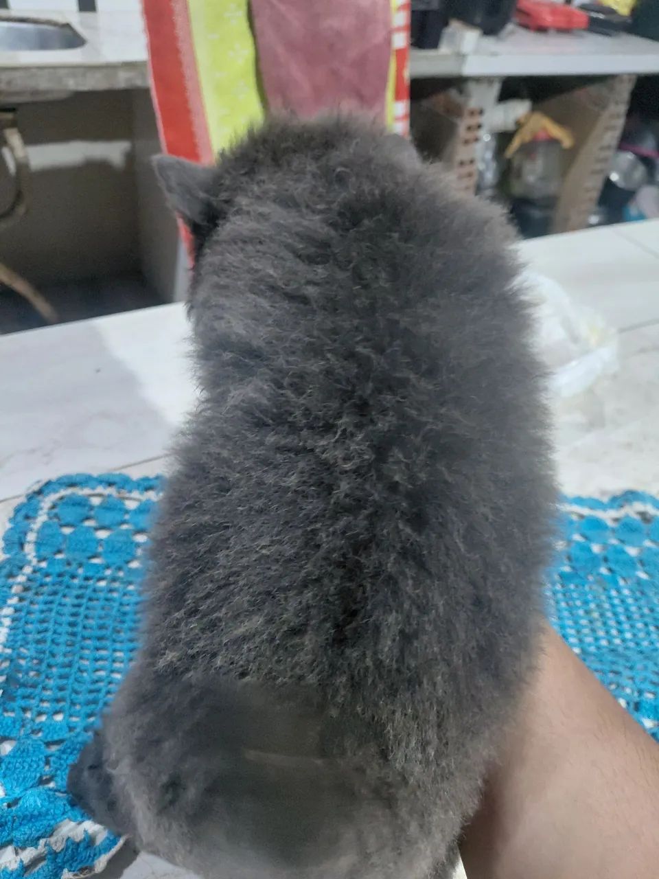 Cachorro  - Foto 4