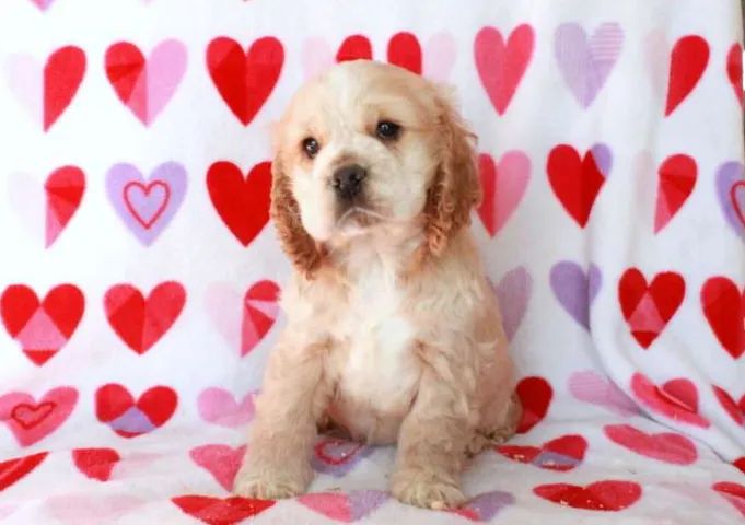 Cocker Spaniel,Cocker Spaniel Filhote Saudável Excelente Companhia