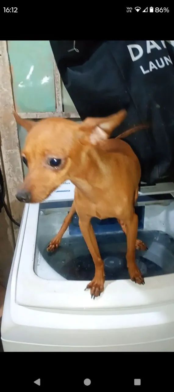 Pinscher macho 6 meses - Foto 4