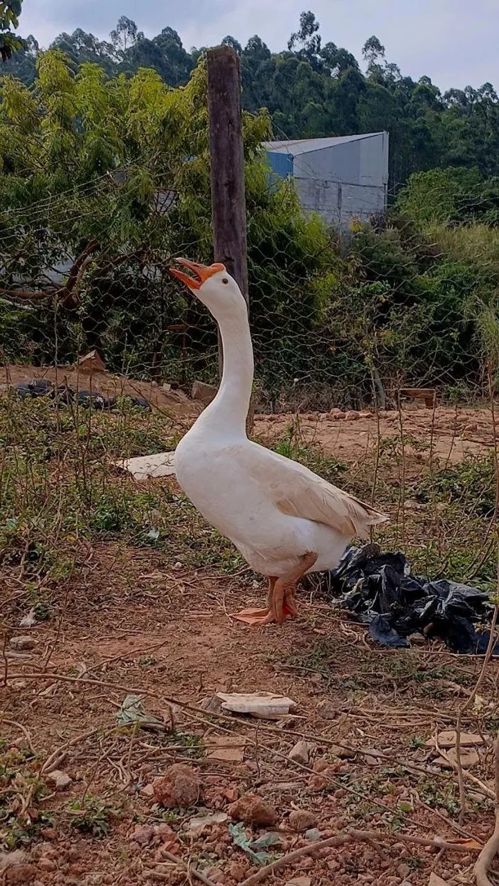Ganso sinaleiro  - Foto 2