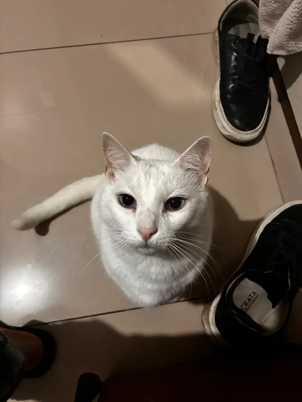 Doando gatos - Foto 5